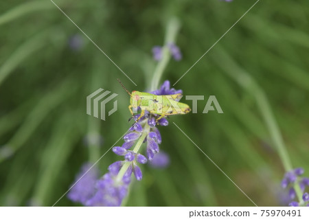 Grasshopper on lavender 75970491