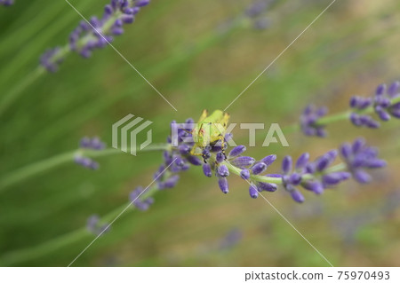 Grasshopper on lavender 75970493