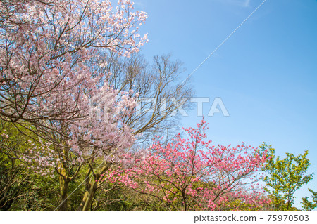 神奈川縣三池公園的櫻花 75970503