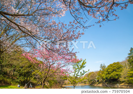 神奈川縣三池公園的櫻花 75970504