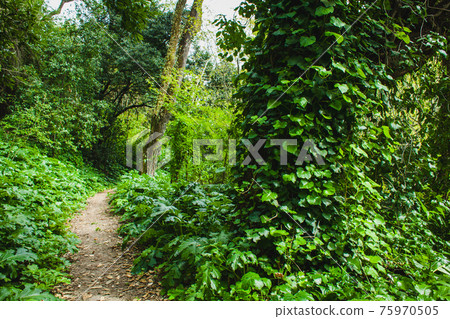 path in the rainforest path in the rainforest 75970505