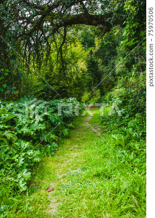 path in the rainforest path in the rainforest 75970506