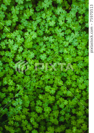 greenery foliage greenery foliage 75970513