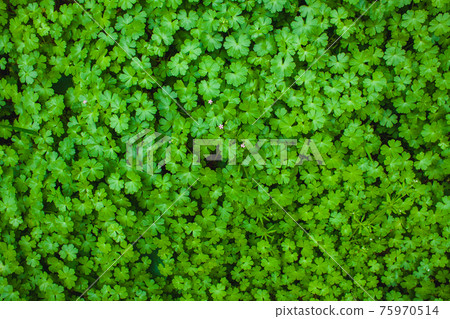 greenery foliage greenery foliage 75970514