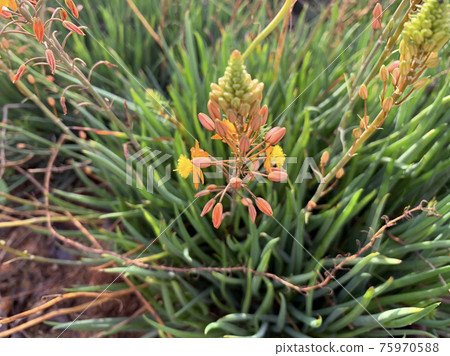 Blooming shrub Bulbine (Latin - Bulbine frutescens) 75970588