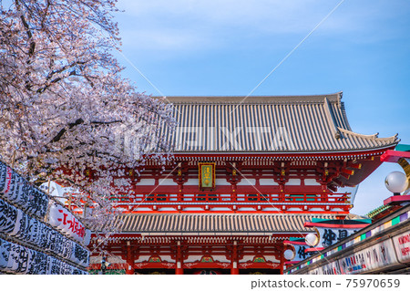 Sensoji Temple, which has returned to its bustling state due to the cancellation of the Tokyo cityscape in Japan (the cancellation of the re-extension of the state of emergency), is in full bloom on March 27 75970659