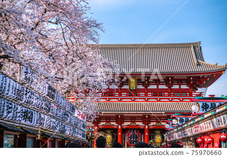 因日本東京城市景觀取消(緊急狀態再次延長)而恢復繁華狀態的淺草寺3月27日盛開 因日本東京城市景觀取消(緊急狀態再次延長)而恢復繁華狀態的淺草寺3月27日盛開 75970660