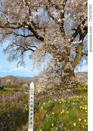 [山梨縣] Sakura Wanitsuka_13 75970705