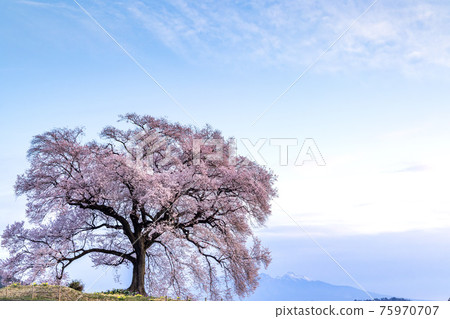 [山梨縣] Sakura Wanitsuka_01 75970707