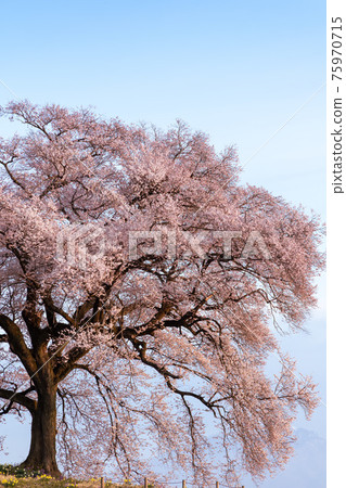 [山梨縣] Sakura Wanitsuka_08 75970715