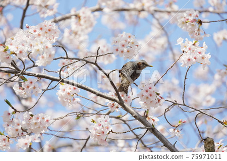 棲息在櫻花樹枝上的褐耳鵯 棲息在櫻花樹枝上的褐耳鵯 75971011