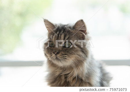 Chinchilla persian cat 75971073