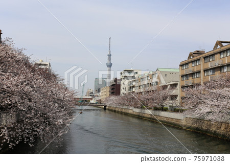 Scenery where you can see the Tokyo Sky Tree Sakura and Sky Tree 75971088