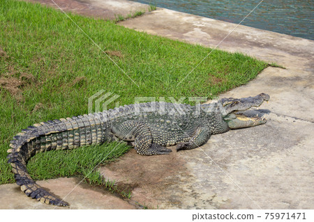 The thai crocodile rest near the river 75971471