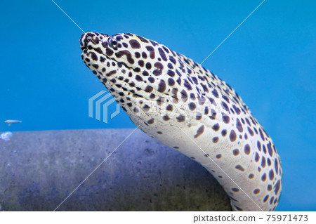 The Moray eel fish is swimming in water 75971473