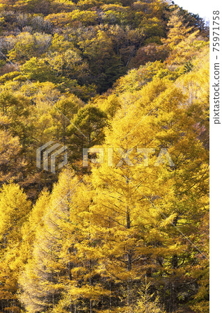 Autumn in Oku-Nikko, which turns yellow Autumn in Oku-Nikko, which turns yellow 75971758