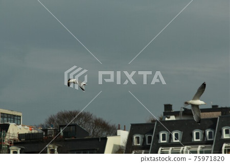Two seagulls flying inthe sky with houses in the background Two seagulls flying inthe sky with houses in the background 75971820