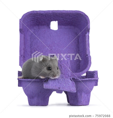 Baby hamster in purple box on white 75972088