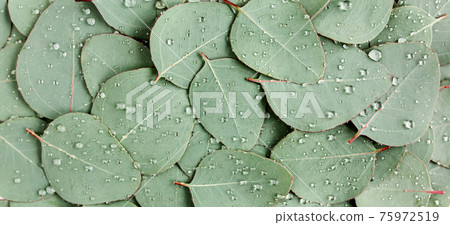 Background, Texture made of green eucalyptus leaves with raindrop, dew. Flat lay, top view 75972519