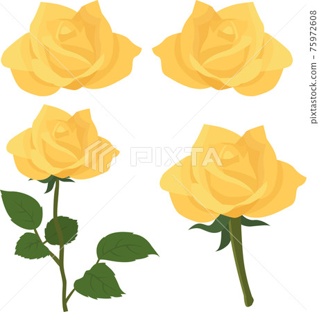 Vector rose plant of rose illustration material set 75972608