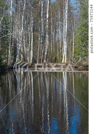 Spring flooding ,Reflection of trees in water Spring flooding ,Reflection of trees in water 75973144
