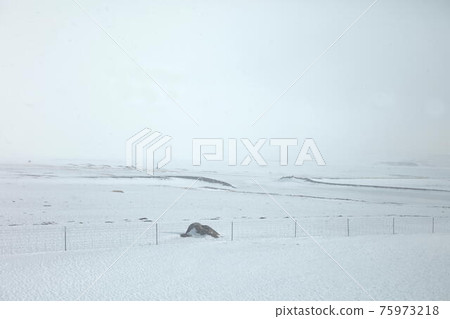 Iceland winter Iceland winter 75973218