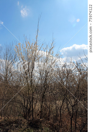 Springtime beginning in March at surroundings of Zagreb, Croatia 75974122