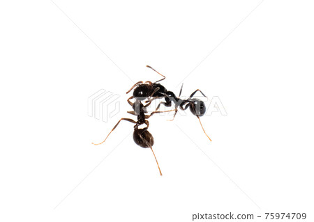 Ants Messor Structor, isolated on white background Ants Messor Structor, isolated on white background 75974709