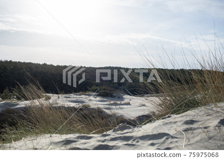 Sand dunes in northern France. Sand dunes in northern France. 75975068