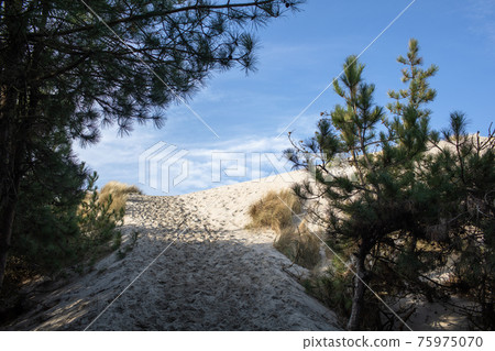 Sand dunes and pine forests in northern France. 75975070