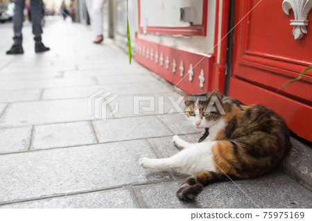 A cat on the street corner of Paris. A cat on the street corner of Paris. 75975169