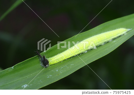 Crocodon butterfly larva Crocodon butterfly larva 75975425