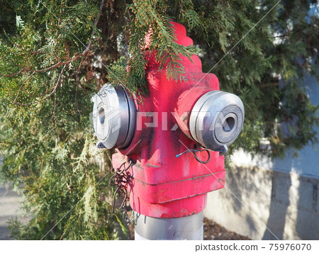 fire hydrant. Outdoor equipment for extinguishing fires in urban environments. Metal painted in kars color. Two fire hose taps. Thuja leaves in the background 75976070