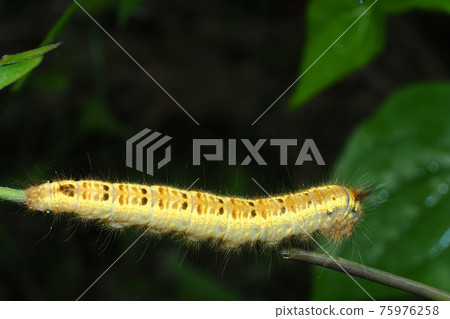 Takeke Kaha的幼蟲 Takeke Kaha的幼蟲 75976258