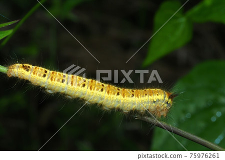Takeke Kaha的幼蟲 75976261