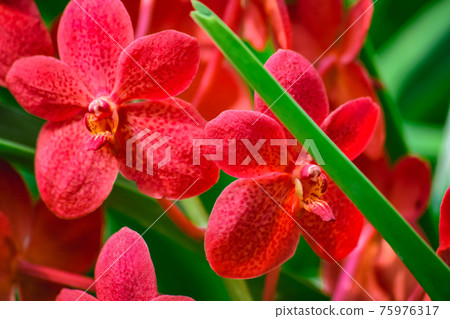 Beautiful tropical red branch of orchid flower phalaenopsis from family Orchidaceae in garden 75976317