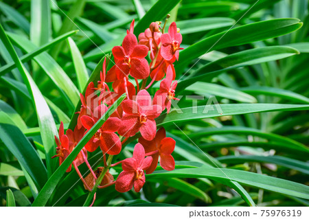 Beautiful tropical red branch of orchid flower phalaenopsis from family Orchidaceae in n garden Beautiful tropical red branch of orchid flower phalaenopsis from family Orchidaceae in n garden 75976319