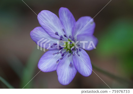 三月相模原 154 Hepatica (Yukiwarisou),毛茛科,城山片栗之裡 三月相模原 154 Hepatica (Yukiwarisou),毛茛科,城山片栗之裡 75976733