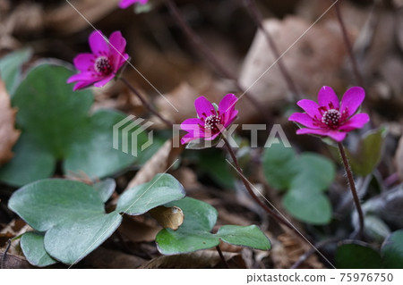 March Sagamihara 136 Yukiwarisou (Yukiwarisou), Ranunculaceae, Shiroyama Katakuri no Sato 75976750