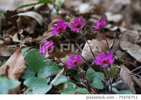 March Sagamihara 135 Yukiwarisou (Yukiwarisou), Ranunculaceae, Shiroyama Katakuri no Sato 75976751