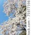 Cherry Blossoms	 75977398