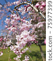 Cherry Blossoms	 75977399