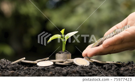 A tree growing on a pile of coins and a white light shining on the tree economic growth idea. A tree growing on a pile of coins and a white light shining on the tree economic growth idea. 75977423