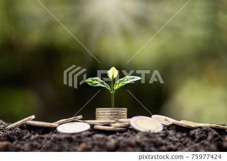 A tree growing on a pile of coins and a white light shining on the tree economic growth idea. 75977424