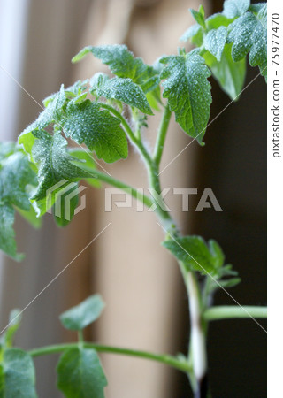 Tomato Seedling Plant Tomato Seedling Plant 75977470
