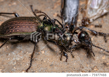 Adult Caterpillar hunter Beetle 75977488