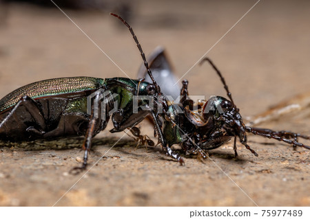 Adult Caterpillar hunter Beetle 75977489