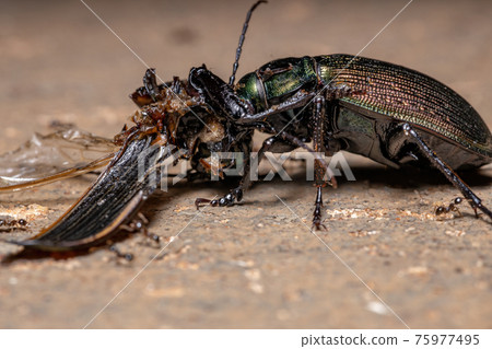 Adult Caterpillar hunter Beetle Adult Caterpillar hunter Beetle 75977495