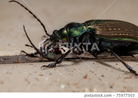 Adult Caterpillar hunter Beetle 75977503