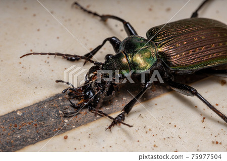 Adult Caterpillar hunter Beetle 75977504